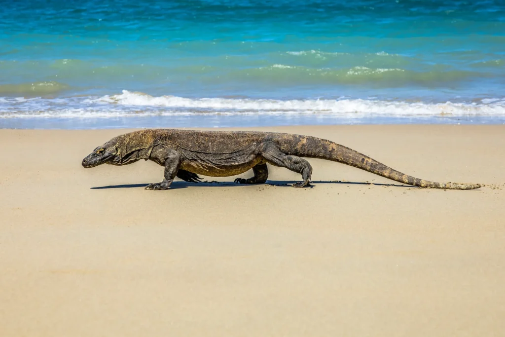 Island Hopping Itineraries: Labuan Bajo Luxury Liveaboard Tours