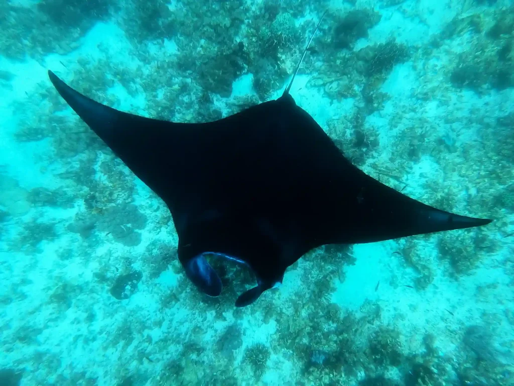 Labuan Bajo Liveaboard Departure Calendar: Month-by-Month Seas, Visibility & Manta Season