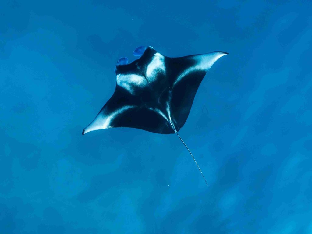 Best Labuan Bajo Liveaboard to See Manta Rays 2027: A Definitive Guide